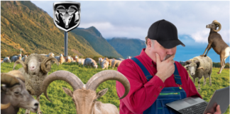 A field of sheep and rams with a farmer on a laptop and Dodge Ram sign