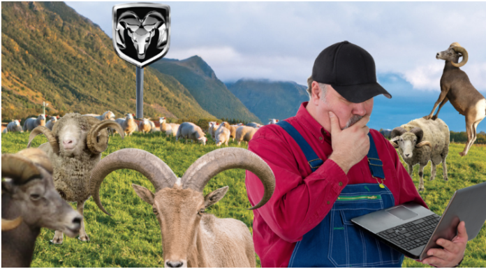 A field of sheep and rams with a farmer on a laptop and Dodge Ram sign
