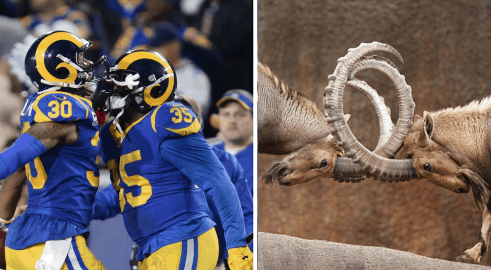 Two Rams football players and two animal Rams bucking comparison
