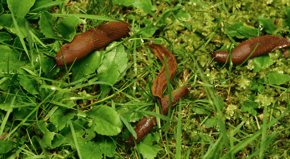 Slugs in the grass
