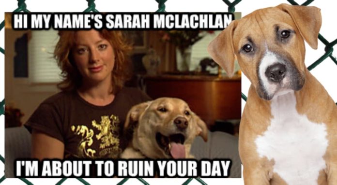 Sarah McLachlan is shown from a SPCA ad to 'ruin your day' and may be doing more ads to help buyers choose between a 2020 GMC Terrain vs 2020 Toyota RAV4.