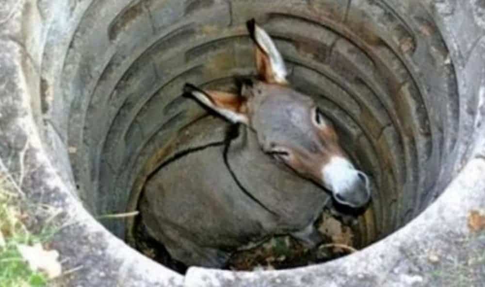 A donkey is in a well.