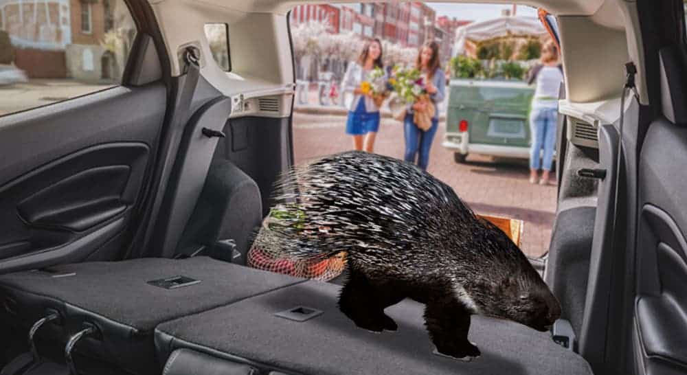 A Brazilian porcupine is in the cargo area of a 2020 Ford EcoSport.