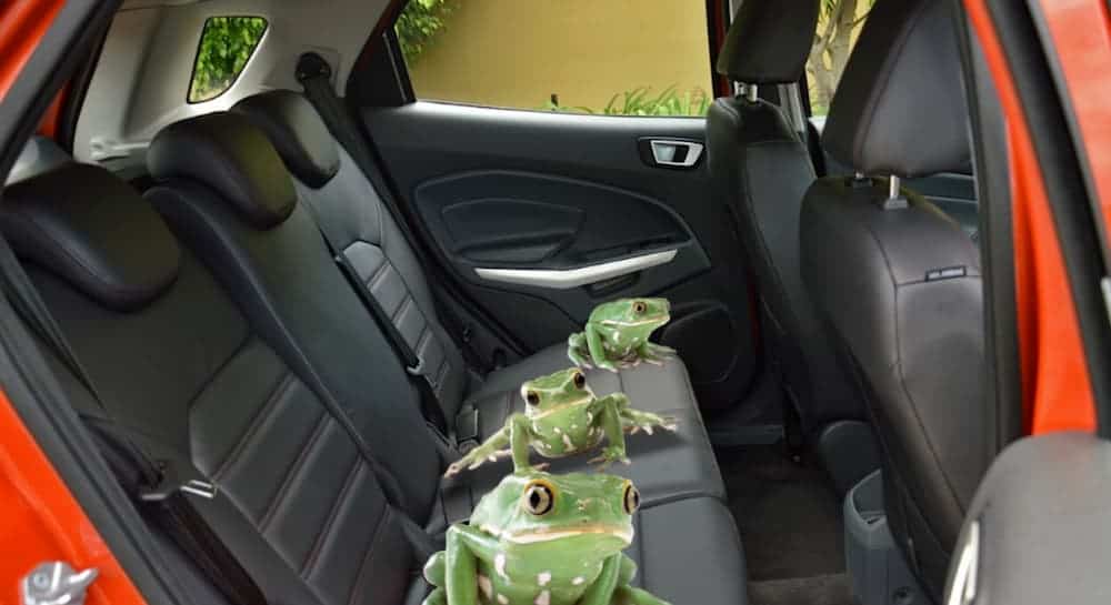 Frogs are in the backseat of a 2020 Ford EcoSport.