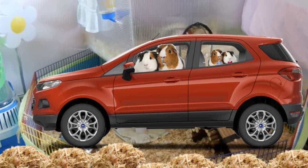 Guinea Pigs are in a mini red 2020 Ford EcoSport in a cage.