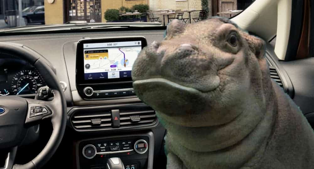 A baby hippo is in the passenger's seat of a 2020 Ford EcoSport.