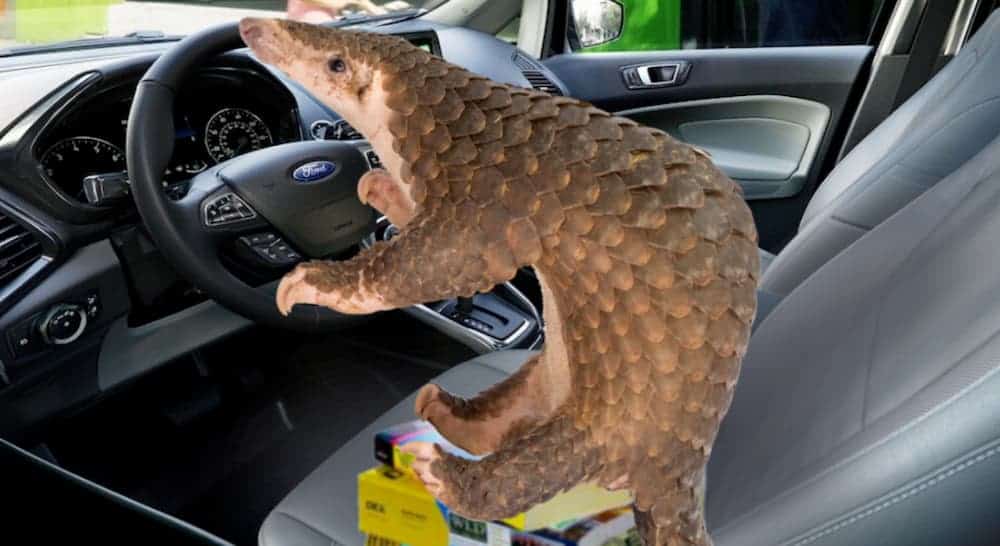 A baby Pangolin is in the driver's seat of a 2020 Ford EcoSport.