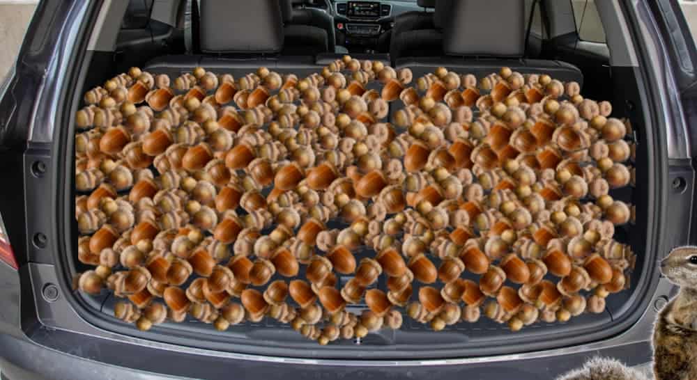 An SUV trunk is filled with acorns.