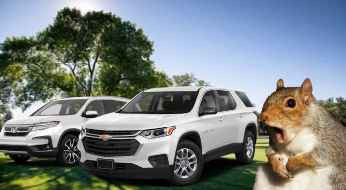 A shocked squirrel is next to a 2020 Chevy Traverse vs 2020 Honda Pilot parked in front of trees.
