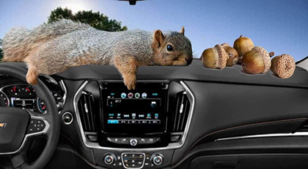 A squirrel and its nuts are on the dashboard of an SUV.