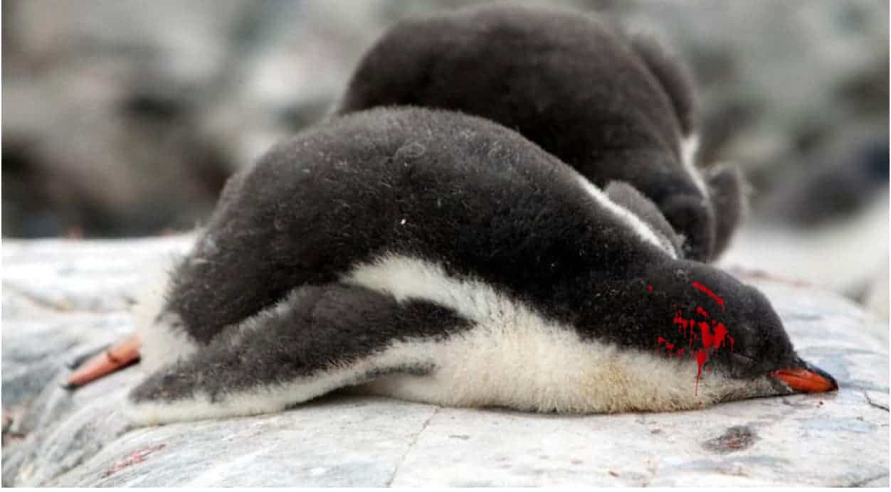 Two dead penguins are shown.