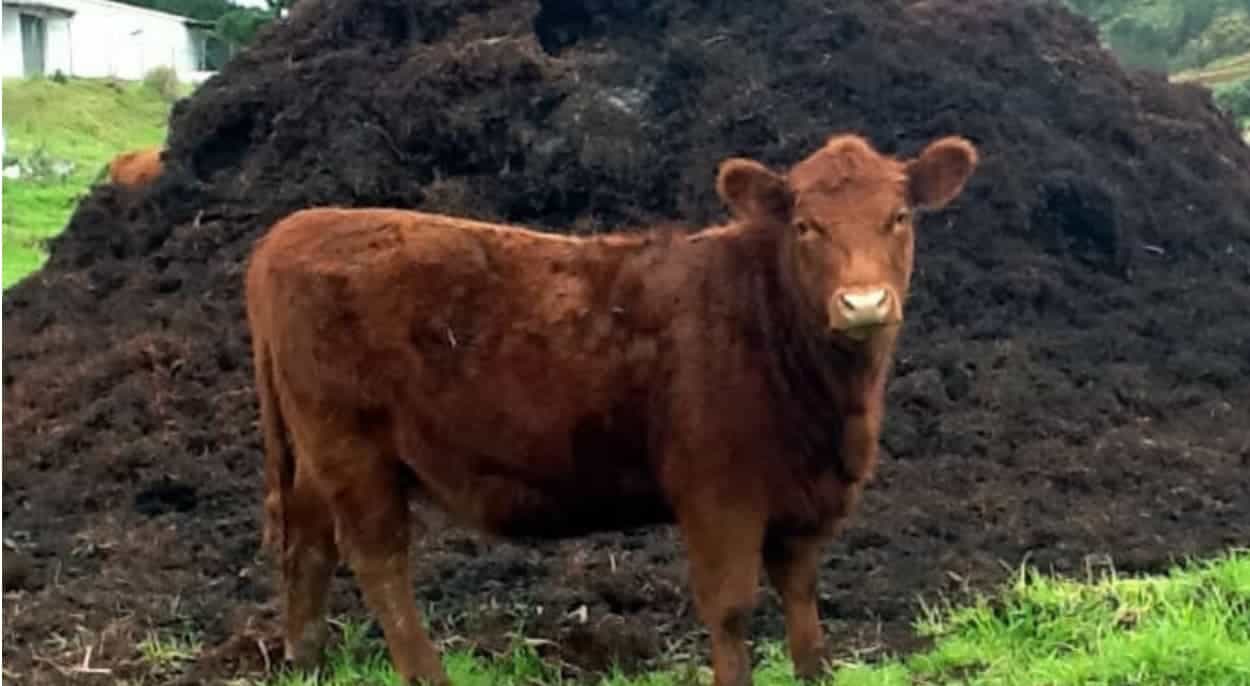 A brown cow is standing in front of a pile of manure.