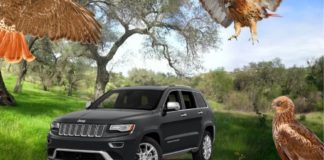 Hawks are surrounding a black used Jeep Cherokee that is parked in a park under a tree.
