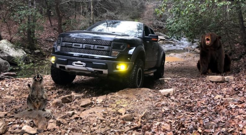 A black 2021 Ford F-150 Raptor is driving through the woods next to a bear and raccoon.