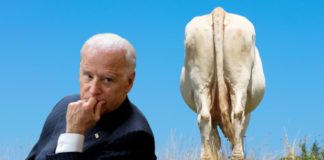 Joe Biden is next to a cow butt.