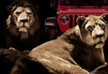 Two lions are shown laying in front of a red Jeep Wrangler after leaving a NJ Jeep Wrangler dealer.