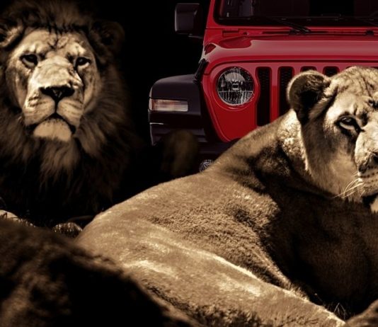 Two lions are shown laying in front of a red Jeep Wrangler after leaving a NJ Jeep Wrangler dealer.