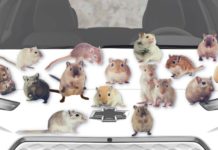 Gerbils are shown covering the hood of a white 2023 Chevy Bolt EV.