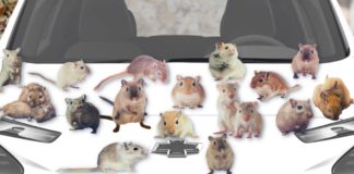 Gerbils are shown covering the hood of a white 2023 Chevy Bolt EV.