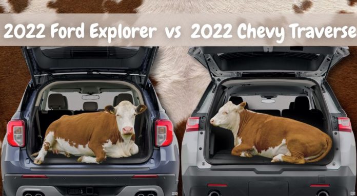 Cows are shown loaded into the back of a Blue 2022 Ford Explorer and a silver 2022 Chevy Traverse during a 2022 Ford Explorer vs 2022 Chevy Traverse comparison.