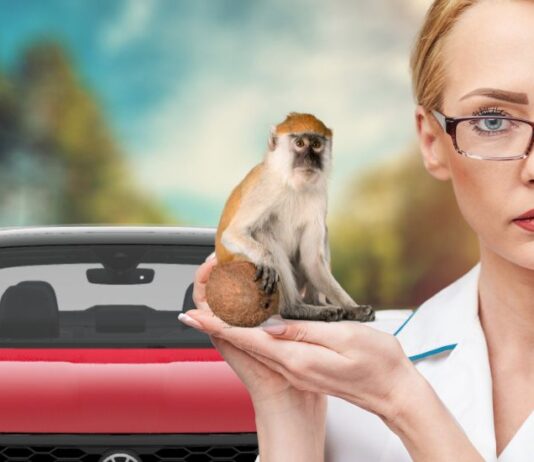 A lady standing next to a red Volkswagen is shown holding a monkey.